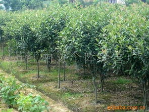 聚焦湖南江西苗木市場(chǎng) 花卉種子種苗與綠化苗木供應(yīng)指南