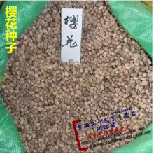 櫻花樹種全覽 從種子到苗木的選購(gòu)與栽培指南