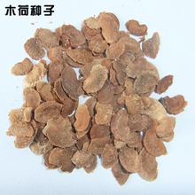 木荷種子全面解析 最新產(chǎn)品參考與選購(gòu)指南