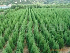大成苗圃 蜀檜苗木專業(yè)供應(yīng)商，提供多種規(guī)格及優(yōu)惠價(jià)格指南