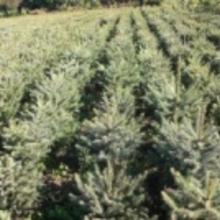 苗木云杉種子價(jià)格、批發(fā)渠道與廠家選購(gòu)指南