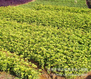 鎮(zhèn)頭湘龍楊三苗圃 精品桂花打造園林綠化新熱點(diǎn)