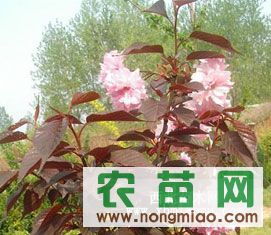 一站式獲取綠化苗木信息 價(jià)格、廠商與圖鑒盡在農(nóng)苗網(wǎng)中興苗圃