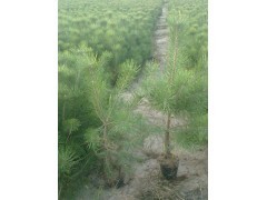 青松苗圃 一站式苗木種子供應(yīng)，打造專業(yè)綠化解決方案