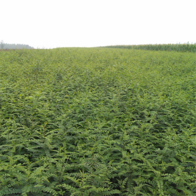 迎春園藝場(chǎng) 優(yōu)質(zhì)皂角樹苗與種子，打造綠色經(jīng)濟(jì)新選擇