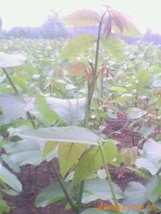 果樹苗木、核桃苗木與種苗種植 綠色產(chǎn)業(yè)中的致富密碼